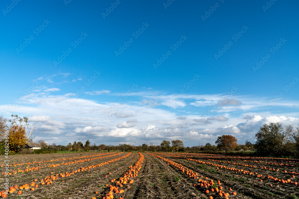 Pumpkin patch in autumn