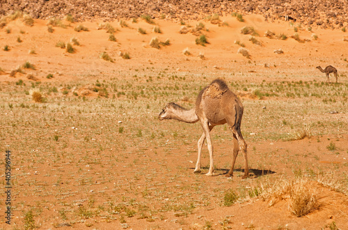 camels in the desert