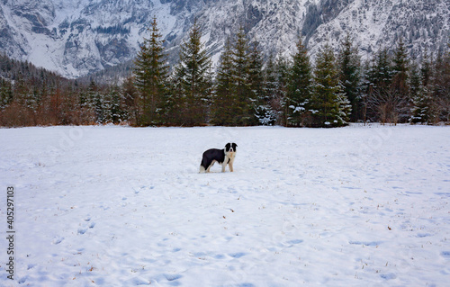 Border Collie en la nieve  photo