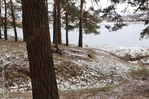 Pine forest in winter by the river