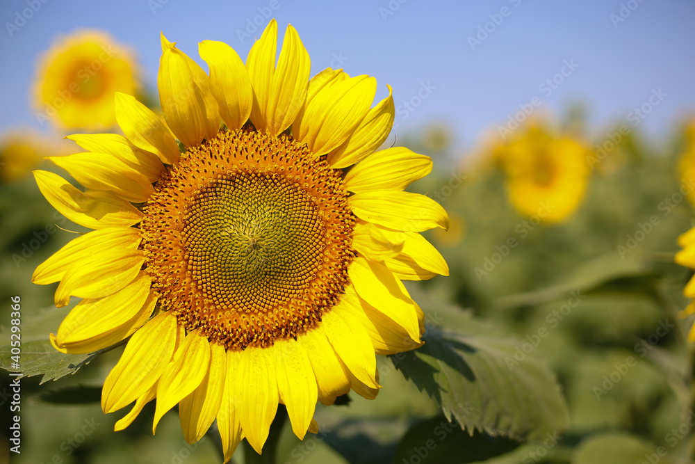 Sunflower close-up on a background of blue sky on a sunny day. Side view.