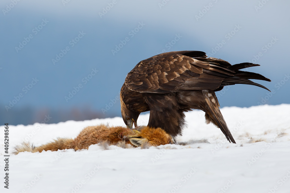 Fototapeta premium Golden eagle, aquila chrysaetos, eating prey on snow in wintertime nature. Wild bird feeding with dead fox from low angle perspective. Brown feathered animal standing on white glade.
