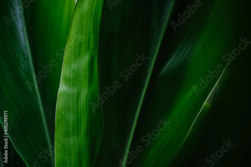 Close up abstract detail of green Hawaiian Ti Leaf