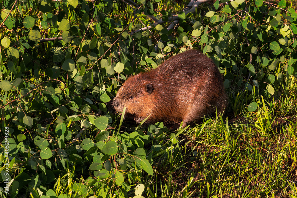Adult Beaver (Castor canadensis) In Leafy Branches Chewing Summer Adult Beaver (Castor canadensis) In Leafy Branches Chewing Summer