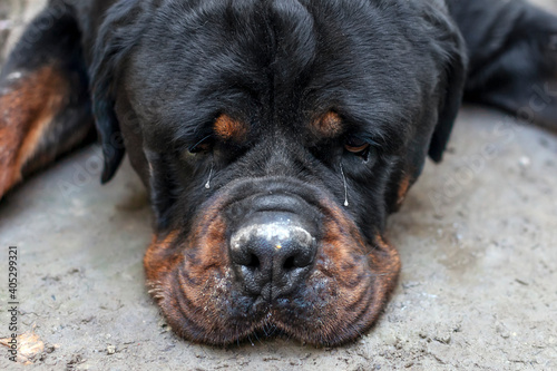 фотографія A very sad dog (looks like he is thinking of his girl, which is very far away)