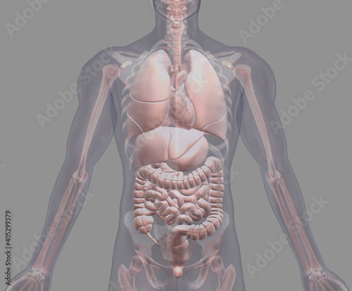 Biomedical illustration showing human internal organs