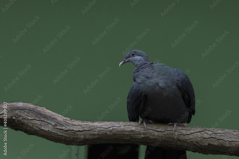 Fototapeta premium The pigeon sitting on the tree branches (Columba vitiensis griseogularis) 