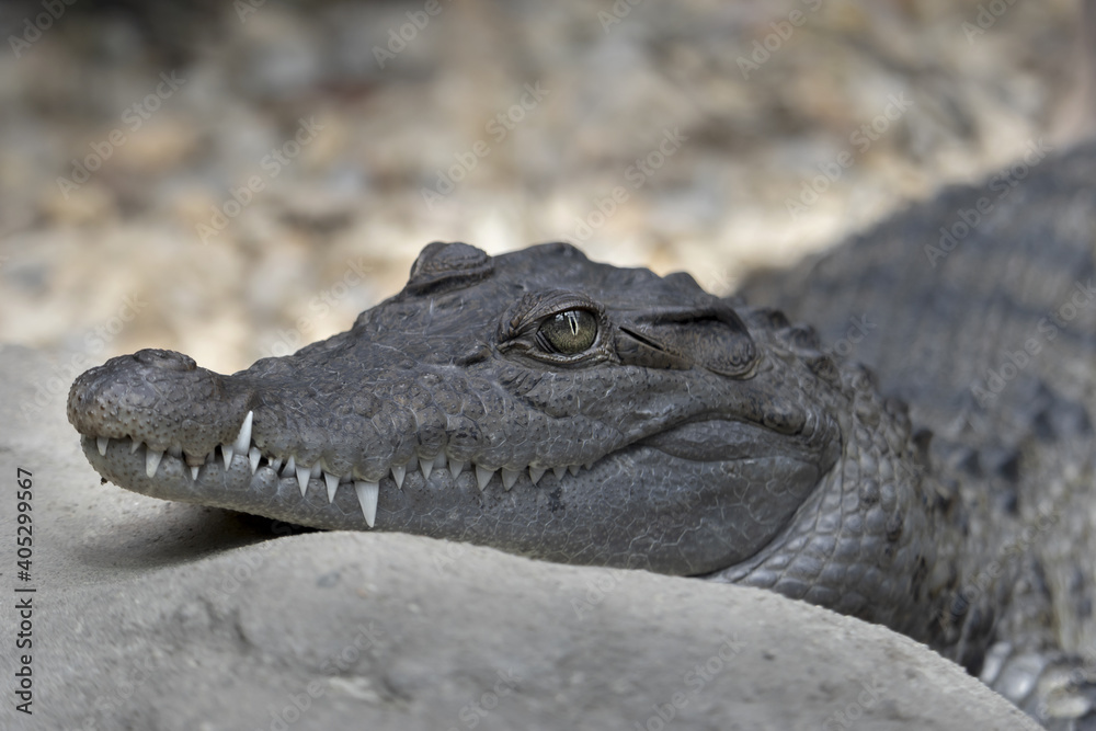 Crocodile has his head propped against a stone.( Crocodylus mindorensis) Crocodile lies. Close up. Crocodile has his head propped against a stone.( Crocodylus mindorensis) Crocodile lies. Close up.