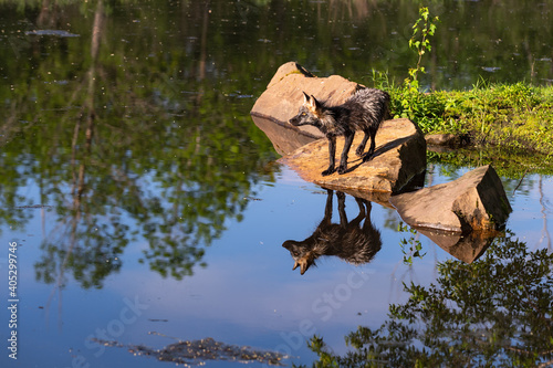 Adult Cross Fox (Vulpes vulpes) Gazes Left From Rock Clear Reflection Summer