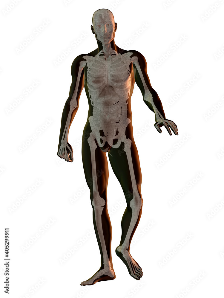 Digitally generated image of walking human representation with human skeleton visible Digitally generated image of walking human representation with human skeleton visible