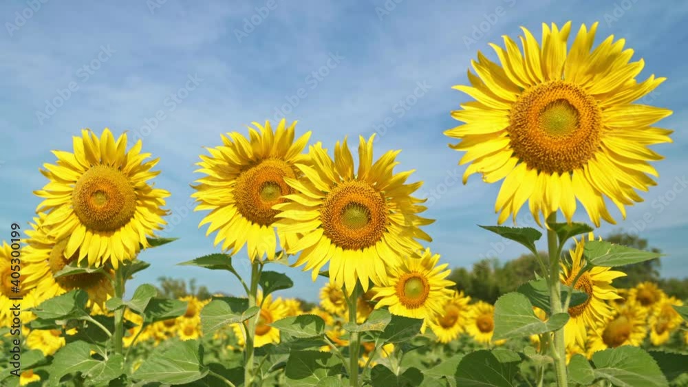 Blooming sunflowers on natural background Blooming sunflowers on natural background