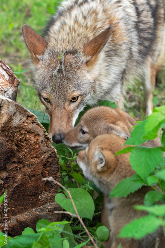 Adult Coyote  Canis latrans  And Pups Investigate Log Summer