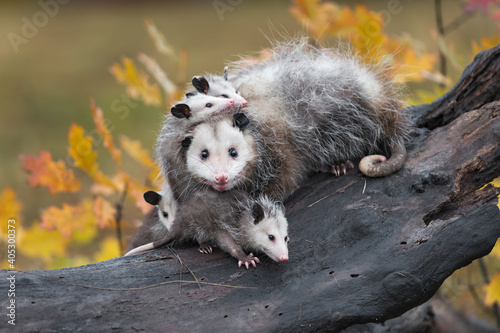 Obraz na płótnie Virginia Opossum Mother (Didelphis virginiana) Stares Out Piled Up With Joeys in Log Autumn w salonie