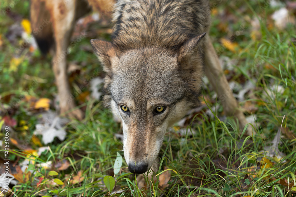 Grey Wolf (Canis lupus) Head Down Looks Out Autumn