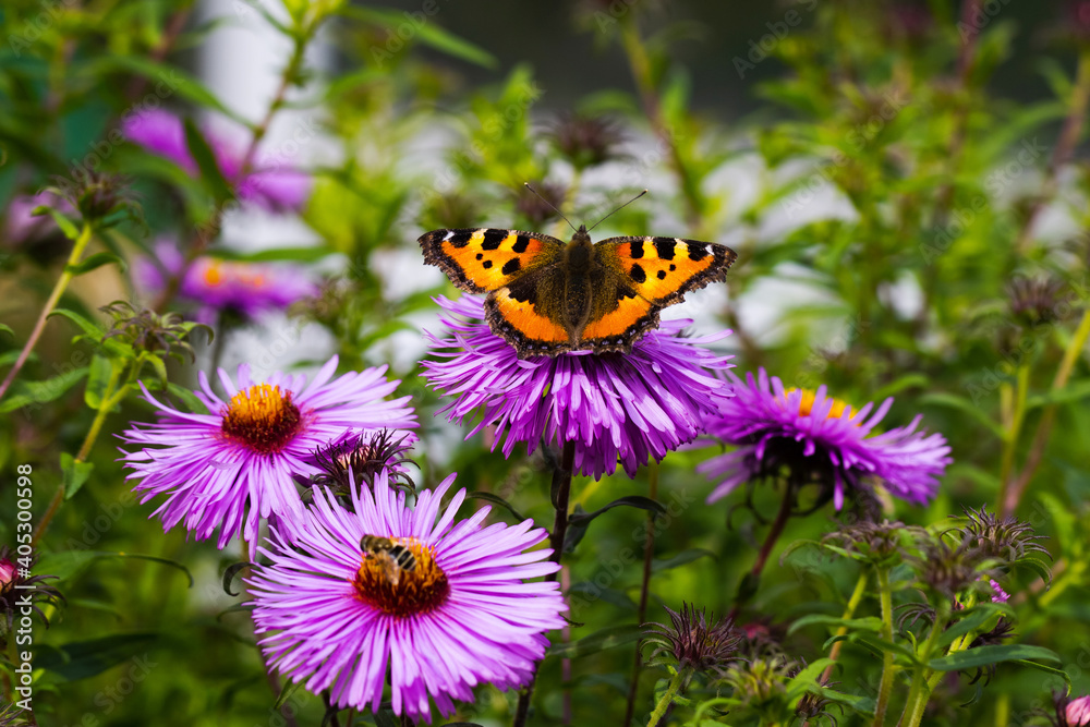 Bright butterfly on a flower. Beautiful wings close-up. Insect in nature. Summer sunny scene. Floral background and butterfly. Wing patterns Bright butterfly on a flower. Beautiful wings close-up. Insect in nature. Summer sunny scene. Floral background and butterfly. Wing patterns