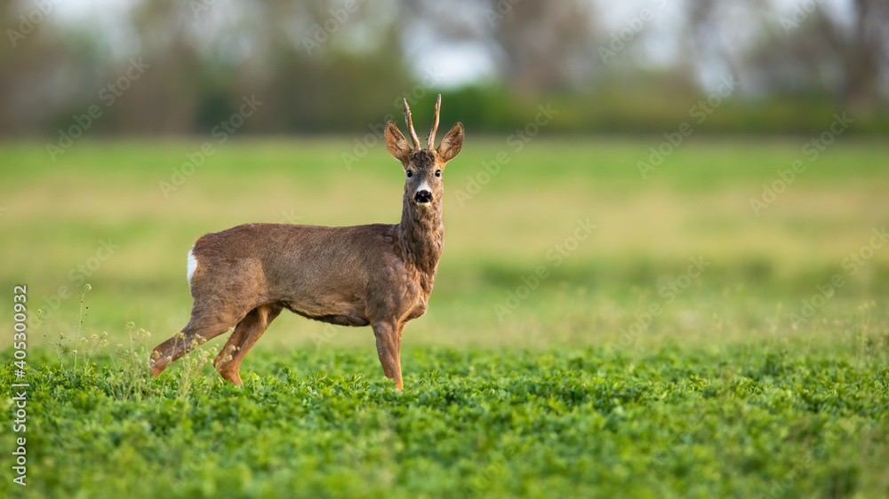 Roe deer, capreolus capreolus, male looking to the camera on grass in spring nature. Mammal with long antlers standing on green pasture. Roebuck watching on growing field with copy space. Roe deer, capreolus capreolus, male looking to the camera on grass in spring nature. Mammal with long antlers standing on green pasture. Roebuck watching on growing field with copy space.