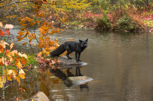 Silver Fox (Vulpes vulpes) Stands on Rock on Edge of Island Looking Out Autumn