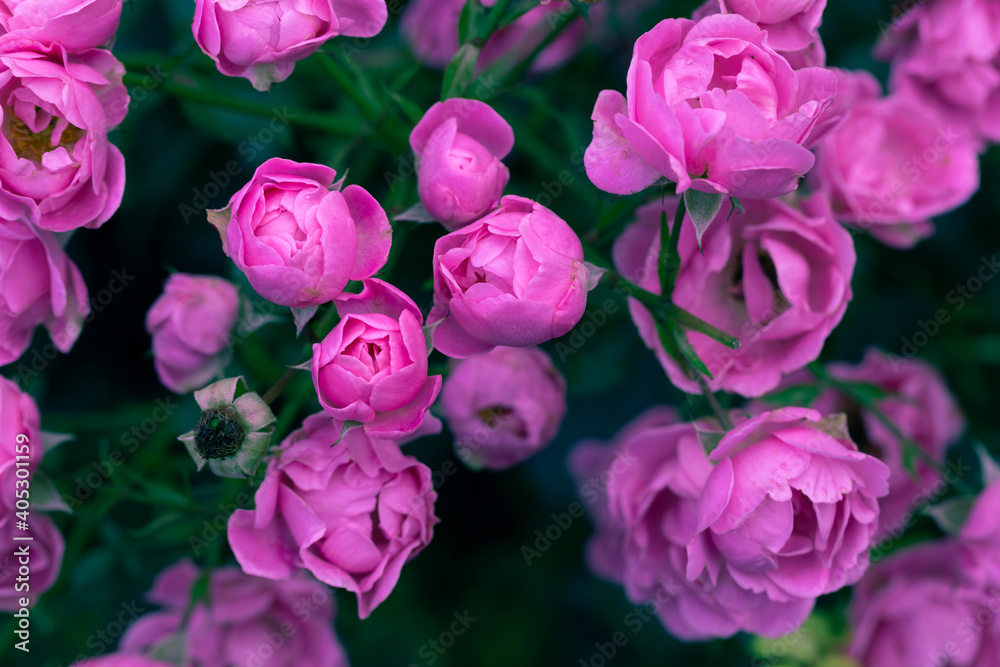 Pink rose background. Flowers in the garden. Beautiful flower blossoms. Decorative rose bush. Festive delicate soft floral wallpaper Pink rose background. Flowers in the garden. Beautiful flower blossoms. Decorative rose bush. Festive delicate soft floral wallpaper