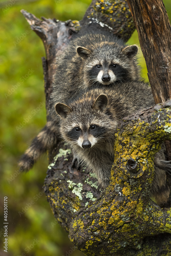 Raccoons (Procyon lotor) Look Out Second With Head on Back in Tree Autumn