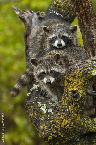 Obraz na płótnie Raccoons (Procyon lotor) Look Out Second With Head on Back in Tree Autumn w salonie