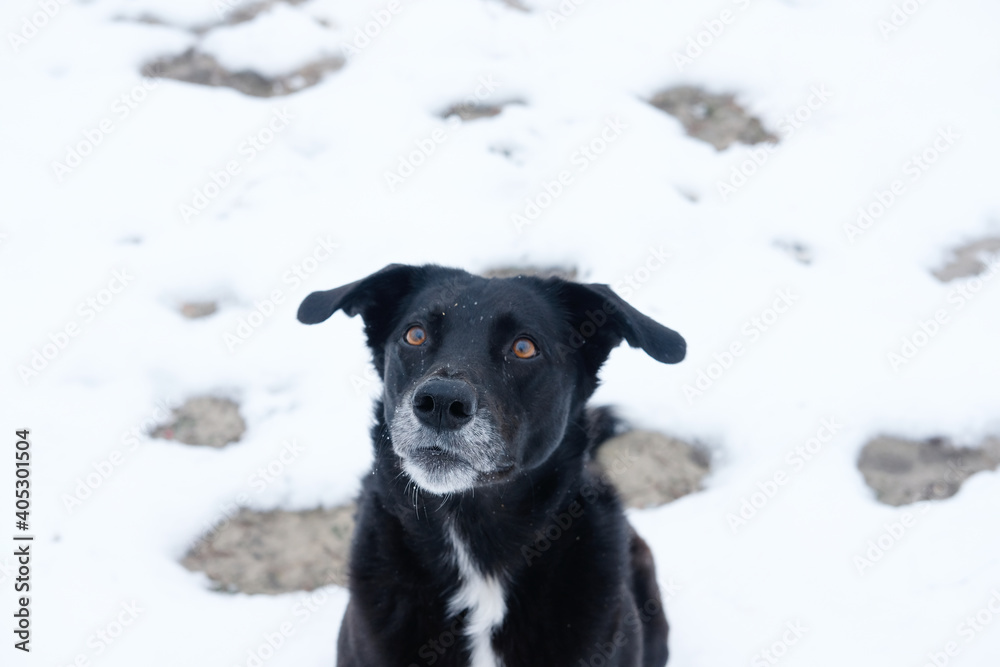 Pet black puppy dog in winter snow. Pet black puppy dog in winter snow.