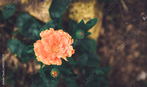 Orange Neven flower in the yard in dark retouch. Neven, Calendula officinalis, garden flower. © Bojan