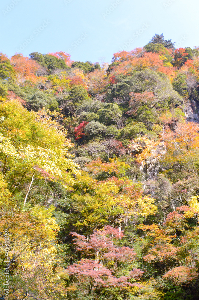 trees changing colors during autumn in Japan trees changing colors during autumn in Japan