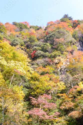 trees changing colors during autumn in Japan