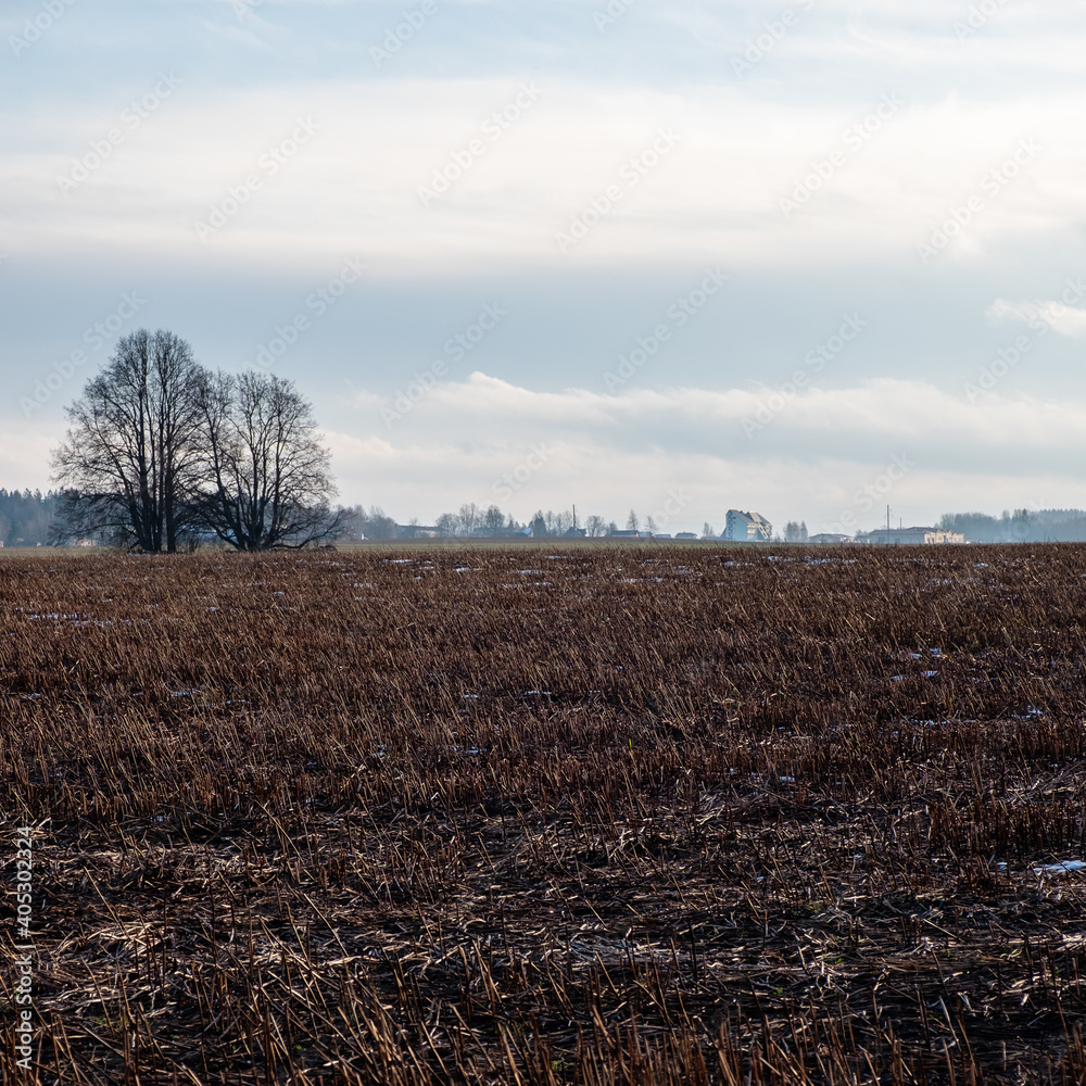 cereal field in winter with a little white layer of snow on it cereal field in winter with a little white layer of snow on it