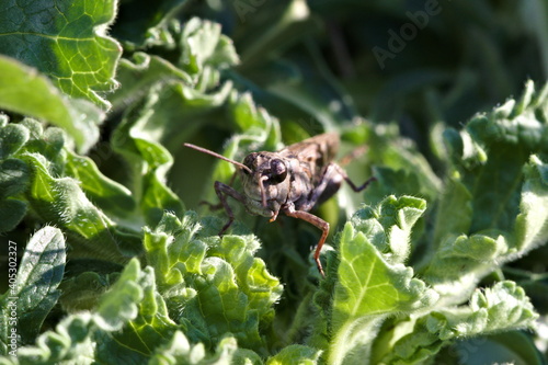 Grasshopper Macro © Scott
