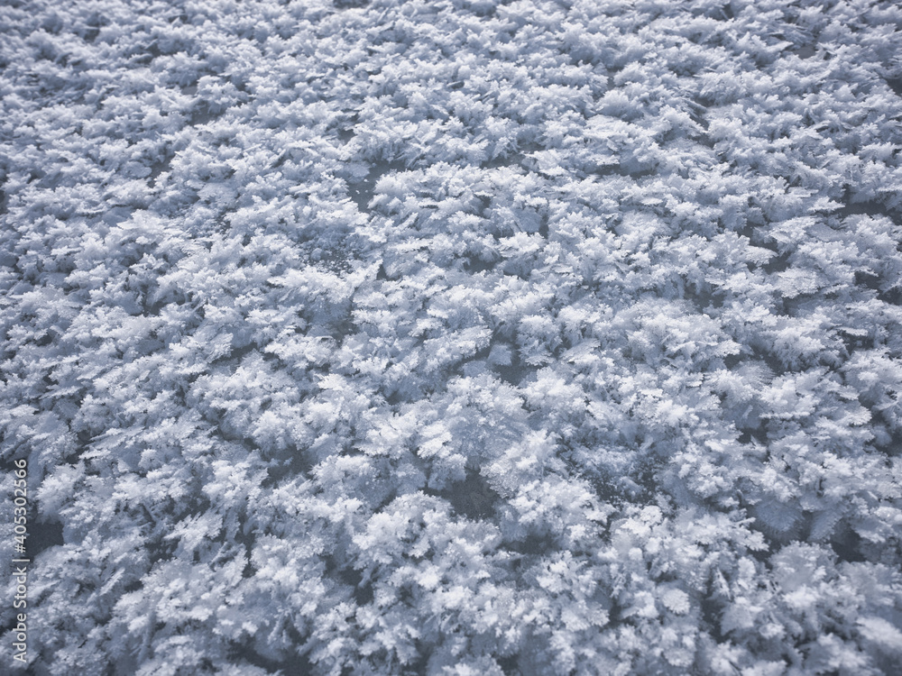 Fototapeta premium フロストフラワー