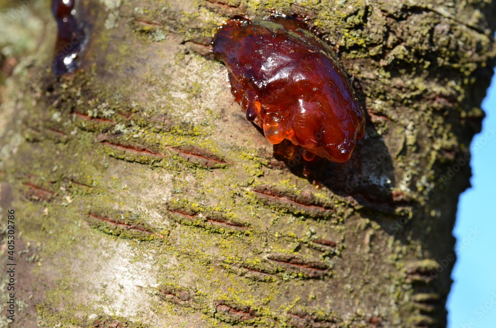 Fototapeta premium Baumharz