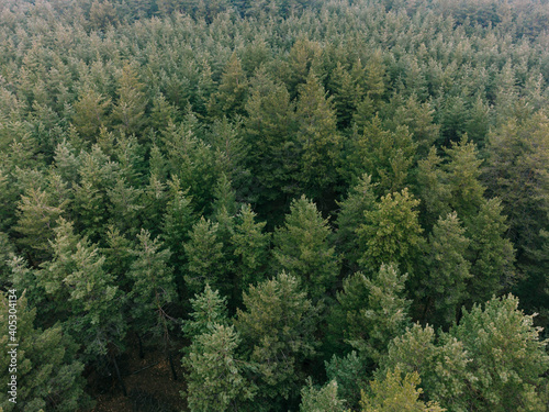 Aerial shot of pine tree forest. Ecology wonderlust background