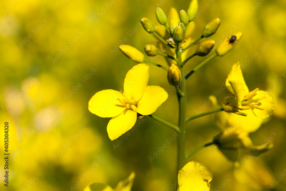 yellow-blooming rapeseed in an agricultural field