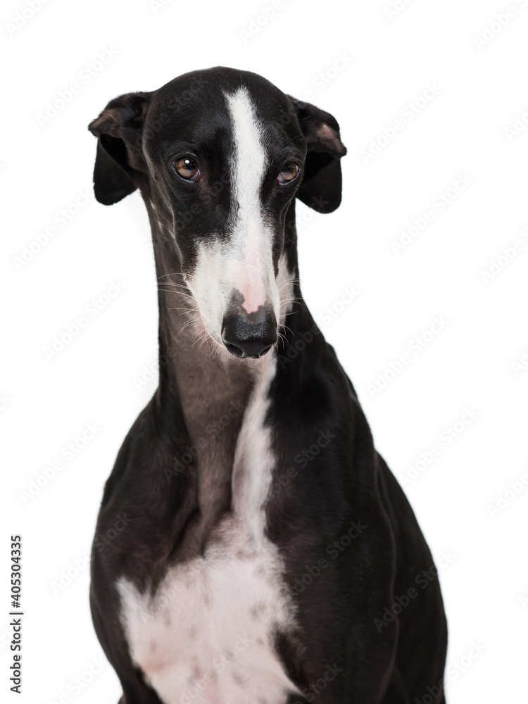 portrait of a spanish greyhound

