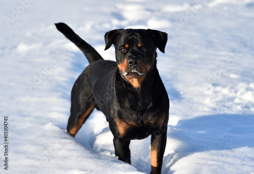 a lovely rottweiler in the snow