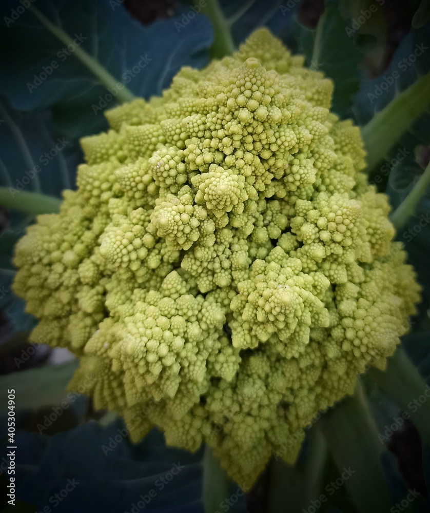 broccoli on the market broccoli on the market