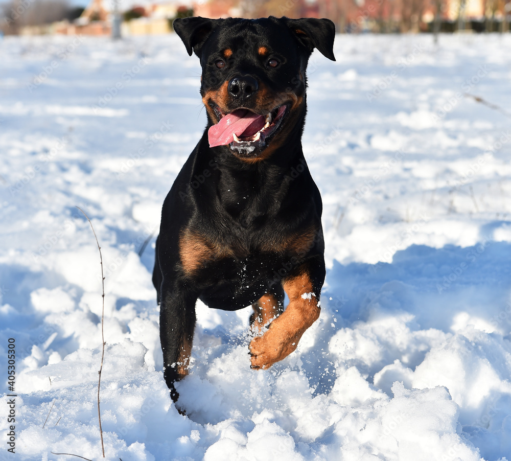 a puppy rottweiler in the snow a puppy rottweiler in the snow