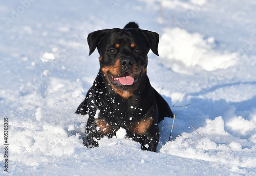 a lovely rottweiler in the snow