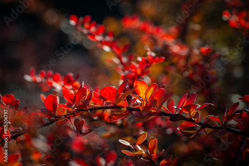 Nice red leaf branch of barberry at summer sunset light