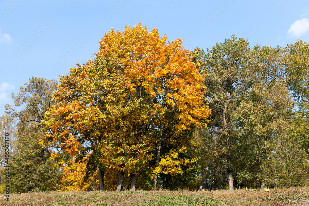 Naklejka premium deciduous oak trees in the forest or in the Park