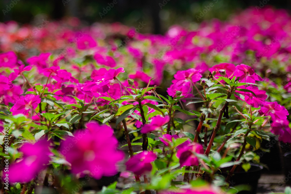 Obraz premium Flores