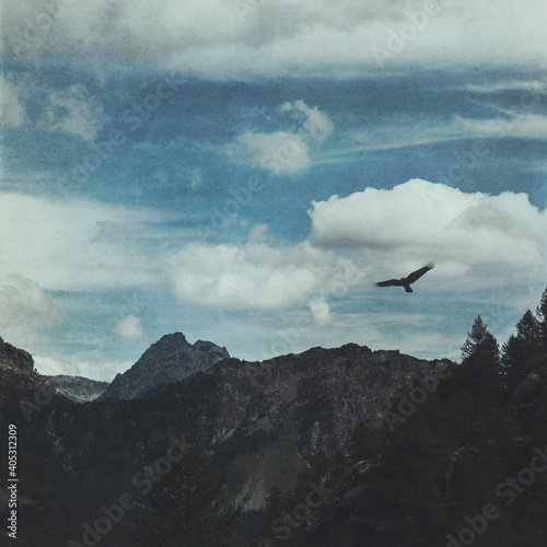 Bird flying over peaks surrounding Valmalenco valley photo