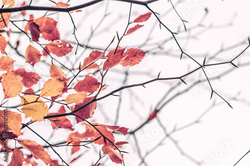 Wenige verbliebene Blätter im Herbst an Zweigen photo