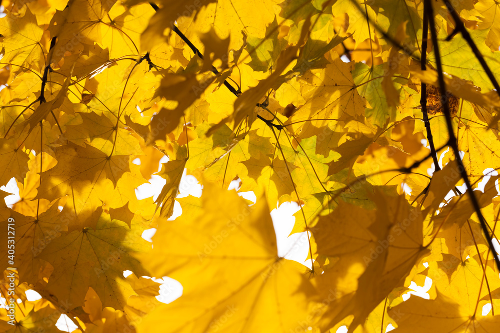 changing the color of maple in the autumn season changing the color of maple in the autumn season