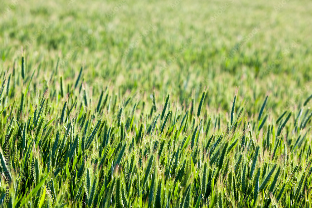 Fototapeta premium close - up of the agricultural crop rye