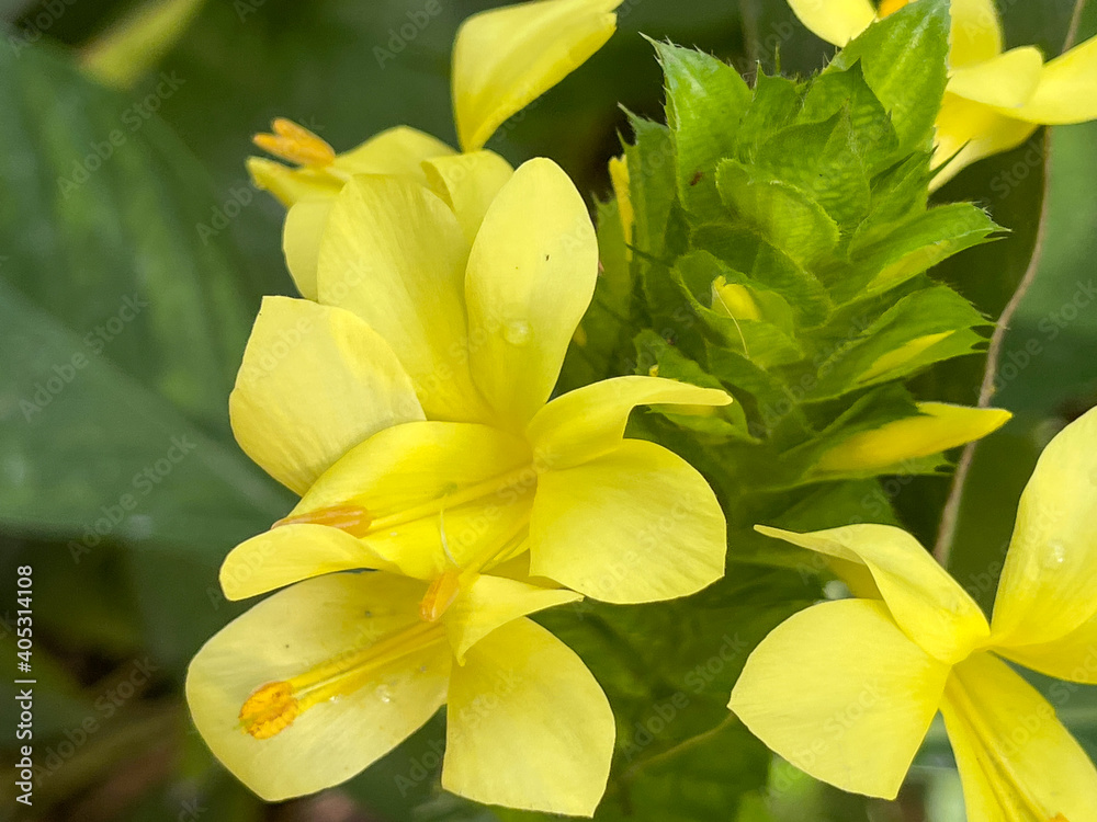 A macro view of a brigh yellow flowering plant in a tropical botanical garden A macro view of a brigh yellow flowering plant in a tropical botanical garden