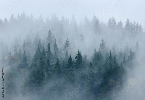 Pine forest in mist, Bystritsa village area, Carpathian Mountains, Ivano-Frankivsk region, Ukraine