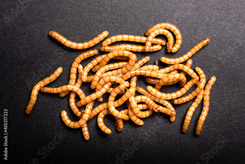 Group of golden mealworms viewed from above moving on a dark background, Tenebrio molitor photo