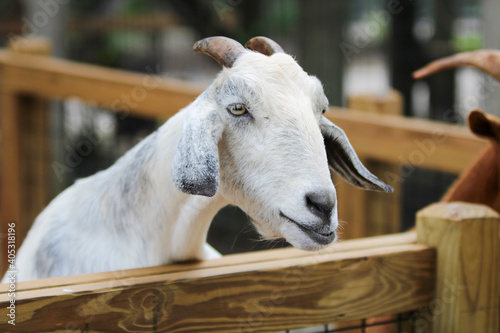 Portrait of a white goat  © LifeGemz